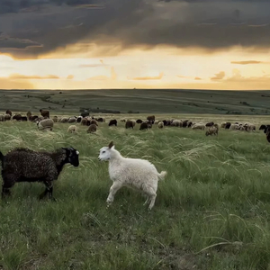 瑟涩布集百万部潮流电影
